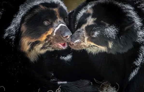 Feelings, kiss, bears, pair