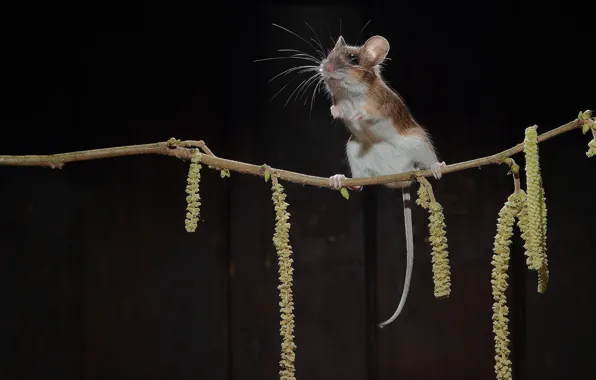 Branch, mouse, earrings