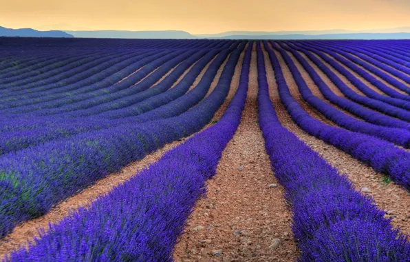 Picture the sky, flowers, mountains, the evening, lavender