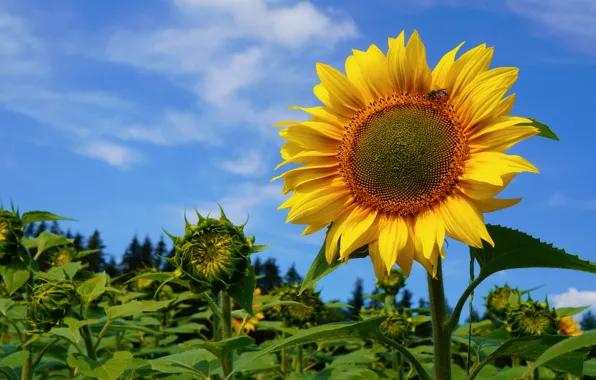 Greens, flower, summer, the sky, leaves, clouds, yellow, blue