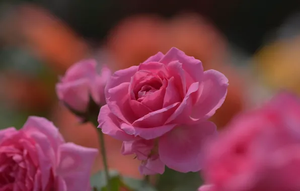 Macro, roses, bokeh