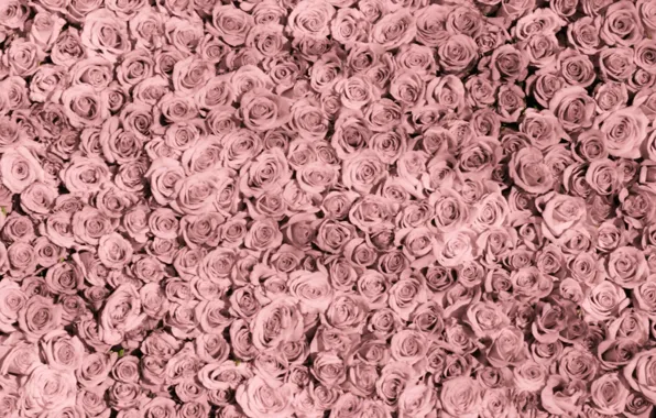 Background, roses, texture, pink, a lot