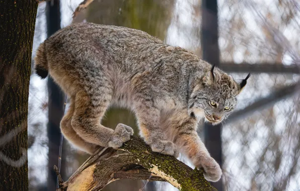Picture trees, pose, lynx