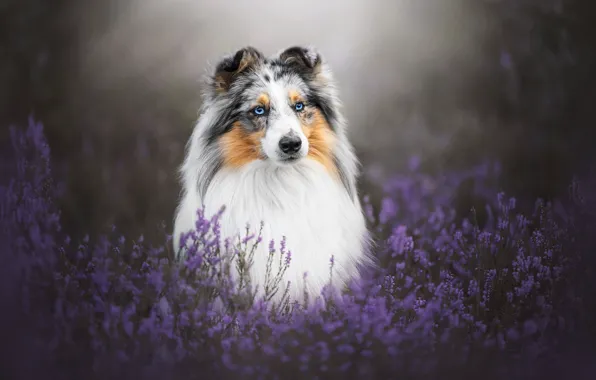 Dog, collie, Aussie, sheltie