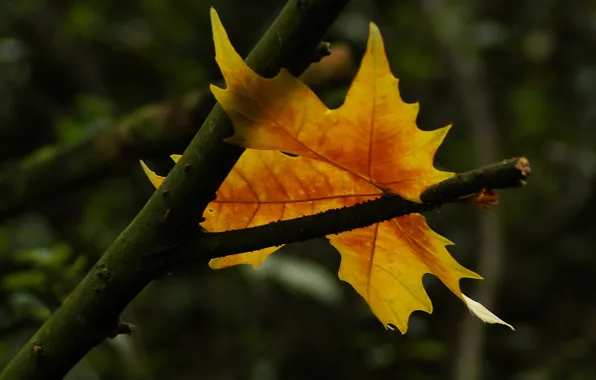 Sheet, autumn, symbol