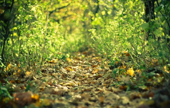 Autumn, forest, leaves, Trail