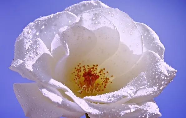 Picture flower, water, drops, Rosa, rose, petals