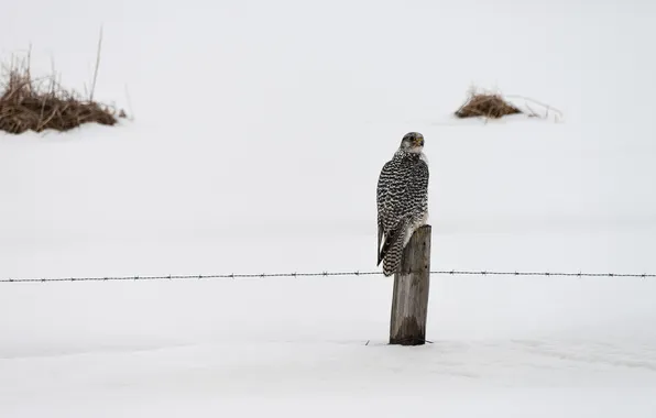 Picture winter, bird, the fence, falcon