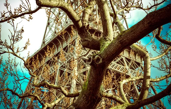 The sky, branches, tree, France, Paris, Eiffel tower, Paris, France