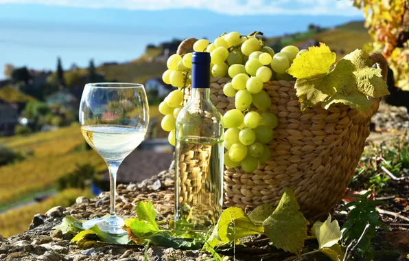 Wine, white, basket, glass, bottle, grapes