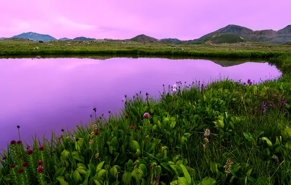 Sunset, flowers, mountains, lake, USA, field, Colorado