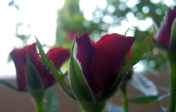 Picture macro, flowers, red, nature, roses