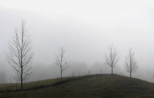 Fog, the fence, Trees, hill