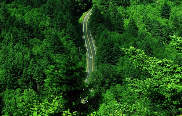 Road, greens, machine