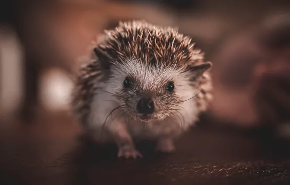 Picture look, the dark background, portrait, floor, face, hedgehog, bokeh, home
