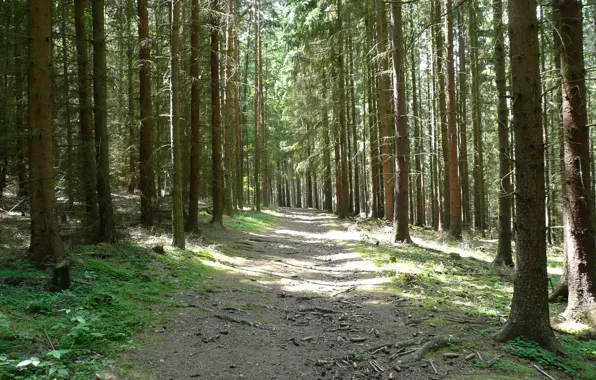 Forest, light, nature, trail