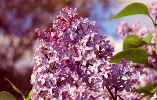 Spring, lilac, blooming