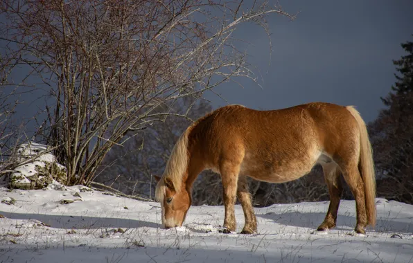 Winter, snow, branches, horse, horse, pony, red, the bushes