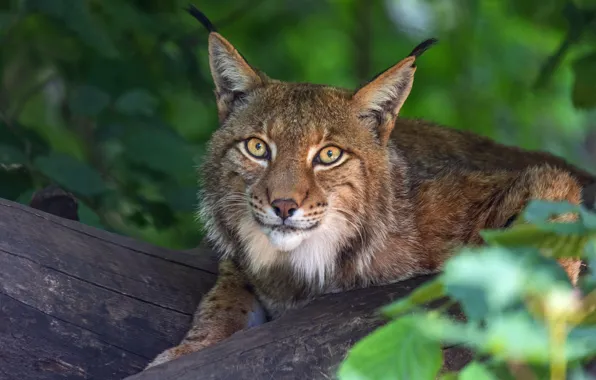 Look, face, leaves, portrait, lies, log, lynx, bokeh