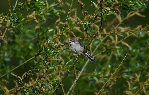 Birds, nature, IVA, Warbler, photohunt