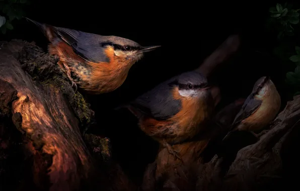 Flowers, birds, black background, trio, nuthatch, photoart