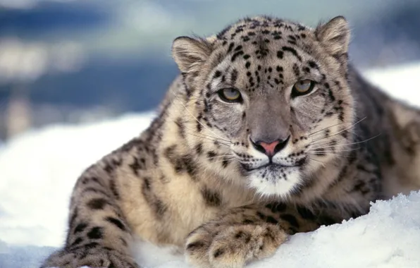 Cat, snow, predator