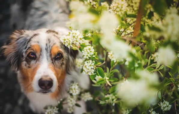 Nature, each, dog
