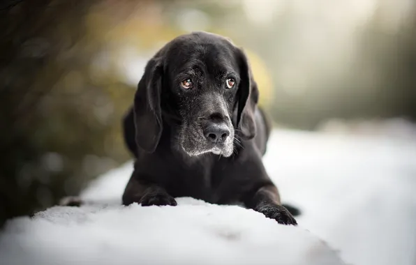 Picture snow, dog, puppy, bokeh