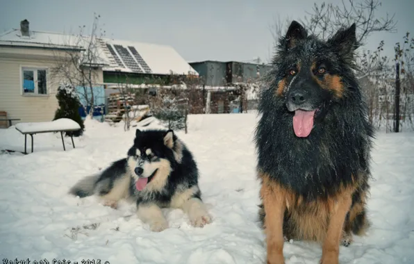 Dogs, shepherd, Malamute, Yakut