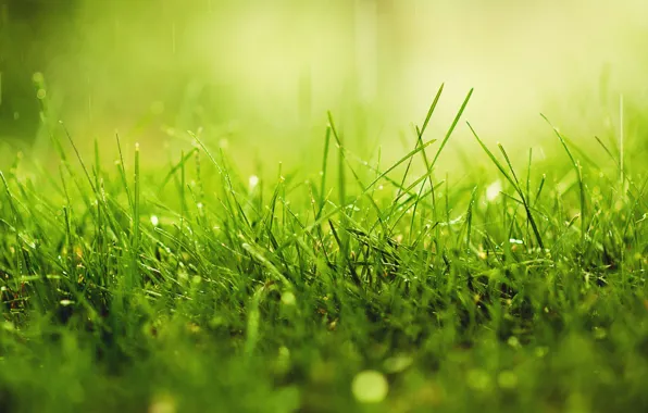 Grass, drops, macro, nature, rain