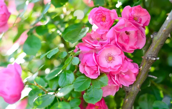 Picture leaves, light, flowers, background, roses, garden, pink, bokeh