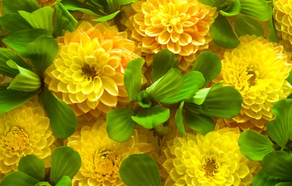 Picture green leaves, spring, yellow flowers