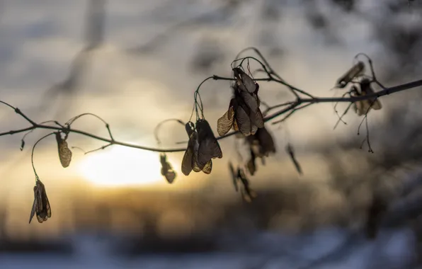 Winter, branch, bokeh, Sunset