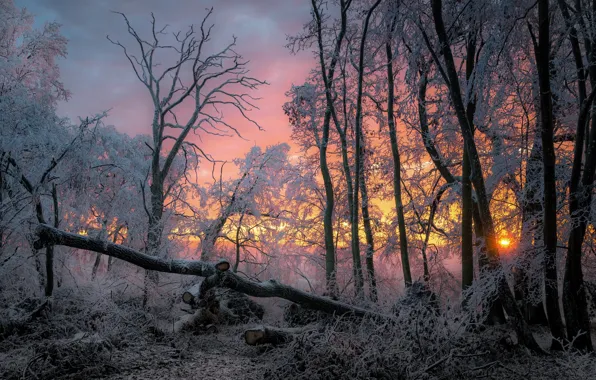 Winter, forest, sunset