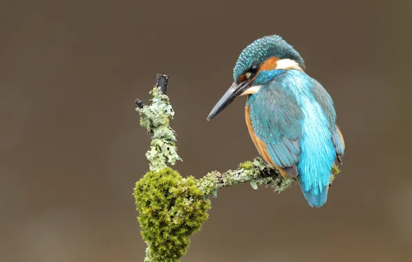 Picture bird, moss, branch, Kingfisher