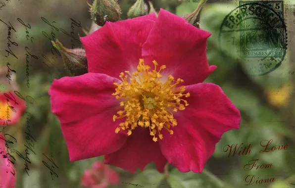 Flowers, style, postcard