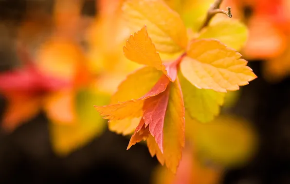 Picture leaves, yellow, orange