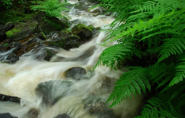 Stones, stream, river, fern
