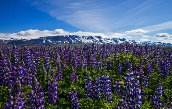 Flowers, mountains, meadow, Iceland, Iceland, lupins, Nordur-Tingeyjarsysla, Thorshofn