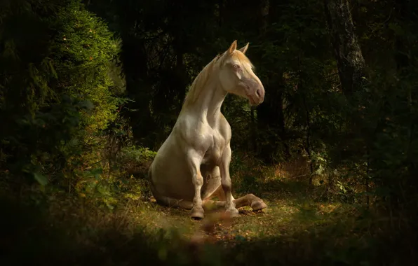 Forest, white, look, face, light, nature, pose, horse