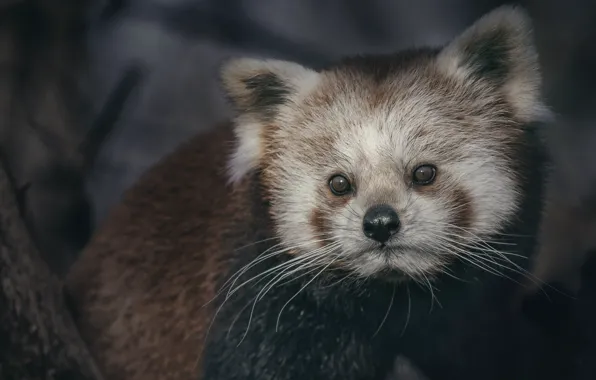 The dark background, portrait, red Panda, face, red Panda