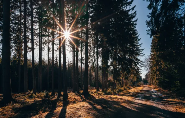 Road, forest, the sun, rays, trees, spring