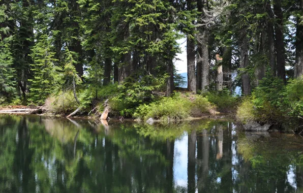 Picture forest, summer, nature, river