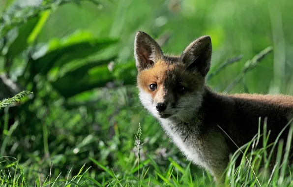 Picture grass, Fox, Fox