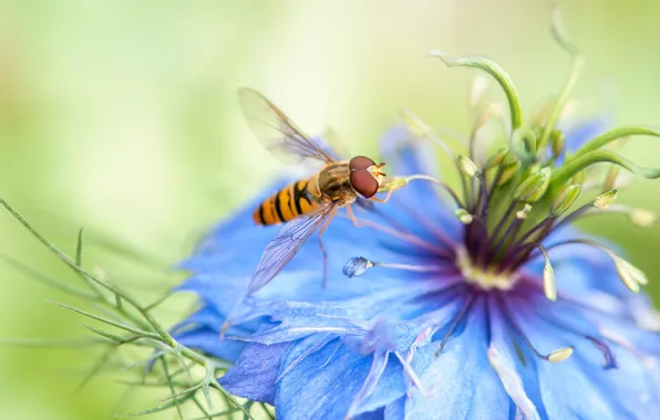 Flower, macro, fly, background, blue, blur, insect, Nigella