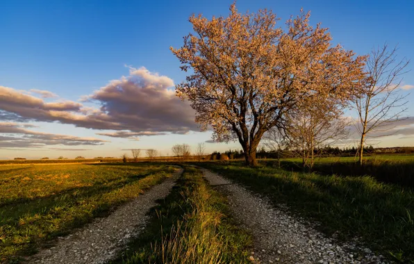 Picture road, the sky, France, the almond tree
