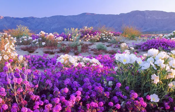 Picture the sky, flowers, mountains, meadow