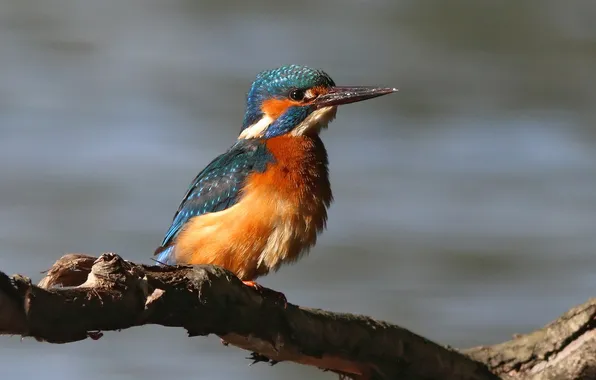 Branch, bird, bokeh, Common Kingfisher, bright plumage, Good weather, Bondarenko, George