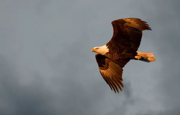 The sky, clouds, flight, bird, eagle, wings, eagle, flies