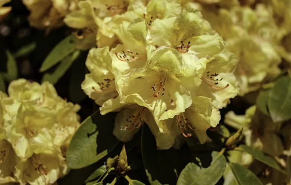 Yellow, rhododendron, Azalea